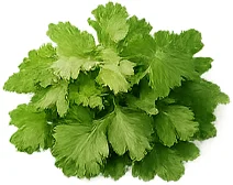 CardiGo — cilantro (Coriandrum sativum)