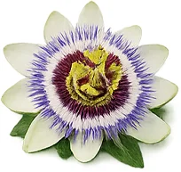 CardiGo — pasiflora (Passiflora incarnata)